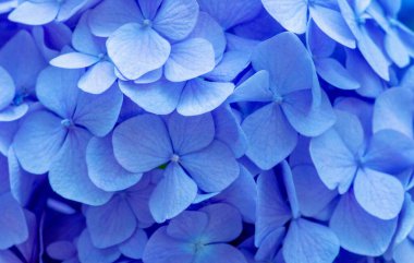 Mavi ortanca arka planı. Hortensiya çiçek yüzeyi.
