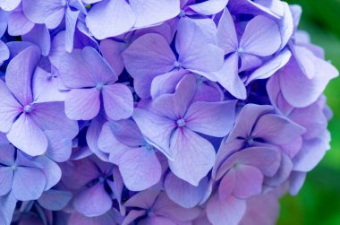 Pembe ortanca arka planı. Hortensiya çiçek yüzeyi.