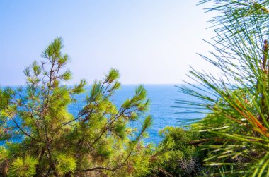 Turkuaz deniz zeminli çam ağacı dalları Akdeniz doğası