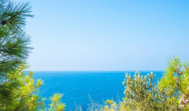 Turkuaz deniz zeminli çam ağacı dalları Akdeniz doğası