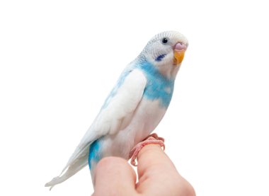 beyaz zemin üzerinde mavi muhabbet kuşu