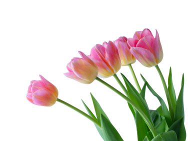 Beyaz arkaplanda pembe lale.