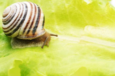 küçük salyangoz bir marul yaprağı üzerinde makro fotoğraf