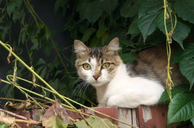 Aniden bir adam gören sokak kedisi