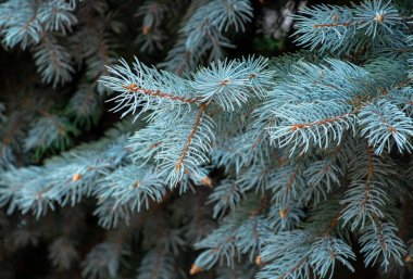 Mavi köknar ağacının dalları. Arkaplan dokusu.