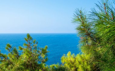Turkuaz deniz zeminli çam ağacı dalları Akdeniz doğası