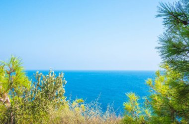 Turkuaz deniz zeminli çam ağacı dalları Akdeniz doğası