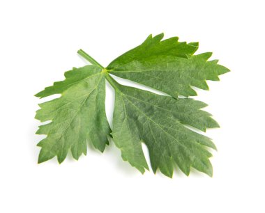 Kereviz yaprağı beyaz arkaplanda izole edilmiş. Üst görünüm.