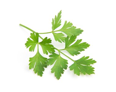 Beyaz arkaplanda taze maydanoz yaprakları