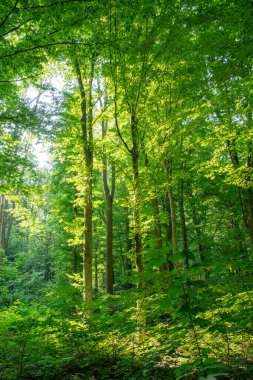 Yeşil ormanda güneş ışığı, bahar zamanı.