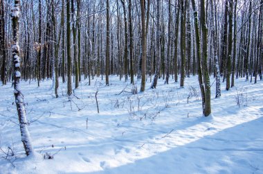 Ormandaki güzel kış manzarası.
