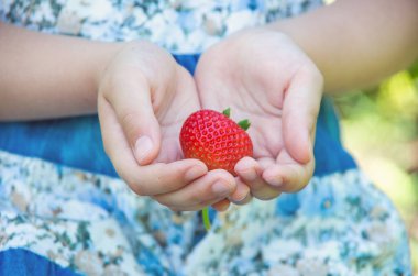 Bir çocuğun ellerinde taze çilekler.