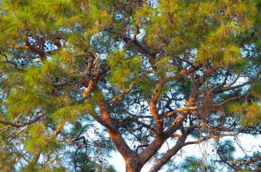 Arka planda çam dalları