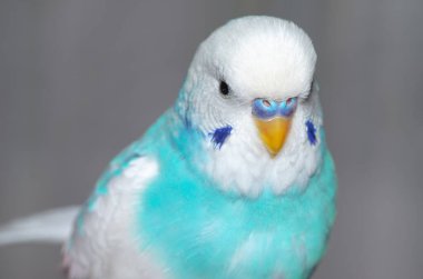 mavi ve beyaz dalgalı papağan