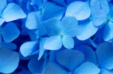 Mavi ortanca arka planı. Hortensiya çiçek yüzeyi.