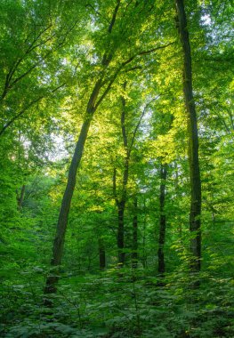 Yeşil ormanda güneş ışığı, bahar zamanı.