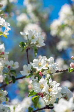 Bahar Elma Çiçeği mavi gökyüzünde.