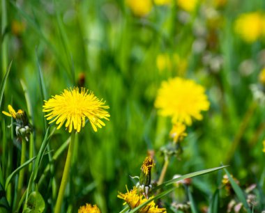 Yeşil çayırda karahindiba