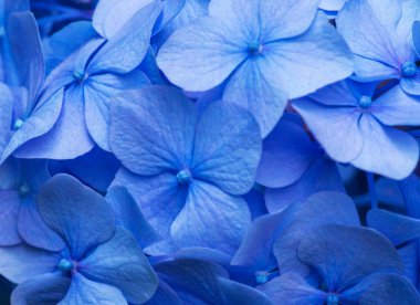 Mavi ortanca arka planı. Hortensiya çiçek yüzeyi.