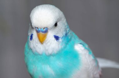 mavi ve beyaz dalgalı papağan
