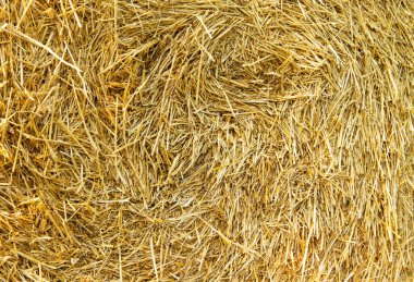 Saman dokusu. Saman balyaları büyük yığın halinde istiflenir. Tarımda hasat..