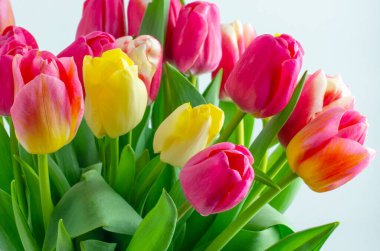 Beyaz arkaplanda izole edilmiş laleleri karıştır