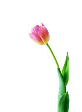 Beyaz arkaplanda izole edilmiş pembe lale çiçeği