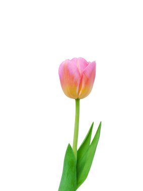 Beyaz arkaplanda izole edilmiş pembe lale çiçeği