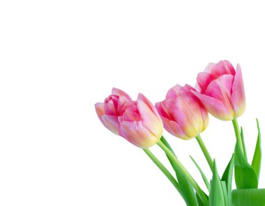 Buket Pembe Lale beyaz izole