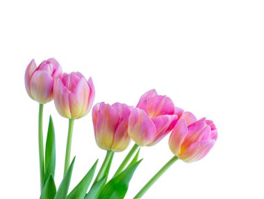 Beyaz arkaplanda izole edilmiş pembe lale çiçeği