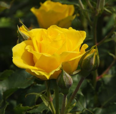 Bahçedeki güzel çalı gülleri