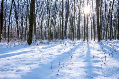 Ormandaki güzel kış manzarası.