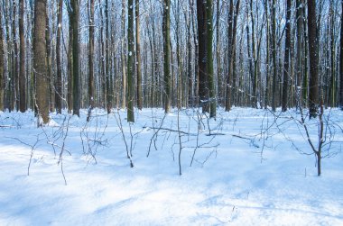 Ormandaki güzel kış manzarası.