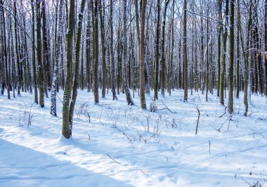Ormandaki güzel kış manzarası.