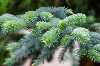 Spruce dalları doğal ortamda yakındır.