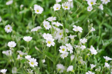 Çiçek açmış bir bahçe çiçeği gibi zarifler.