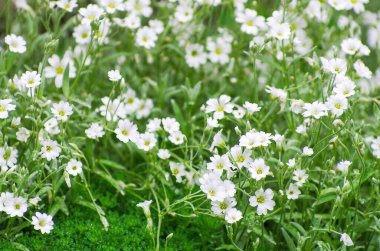 Çiçek açmış bir bahçe çiçeği gibi zarifler.