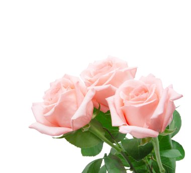 Güzel pembe çiçekler açan güller, yakın görüş..