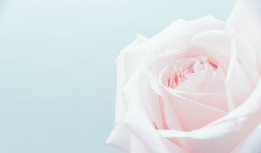 Pembe gül arkaplanını kapat