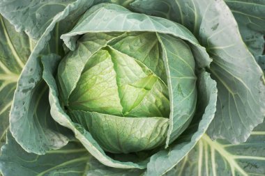 Bahçede yeşil lahana