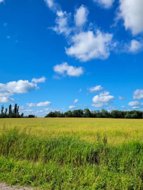 Doğa, tarla, gökyüzü ve çimen. Yaz zamanı..