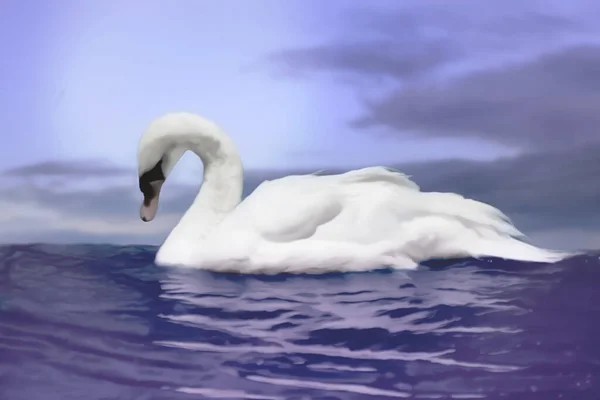 Illustration White Swan Water Painting Digital — Stock Photo, Image