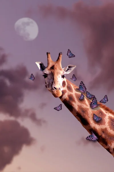 Foto Manipulace Hlavou Žirafy Motýly — Stock fotografie