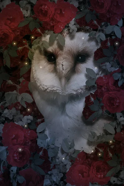 夜幕降临时带着玫瑰花的猫头鹰照片 — 图库照片