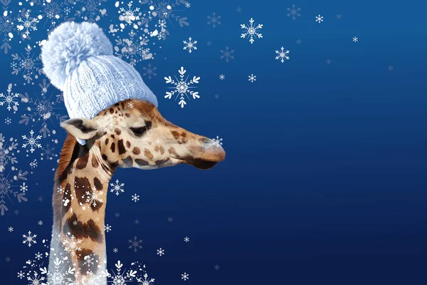 Manipolazione Fotografica Della Giraffa Inverno Con Sfondo Blu — Foto Stock