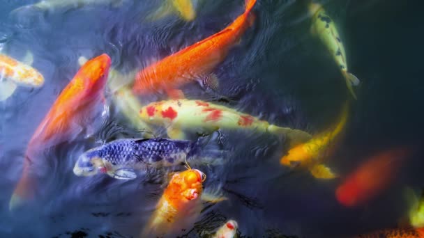 科伊鲤鱼池塘的摄影图 — 图库视频影像
