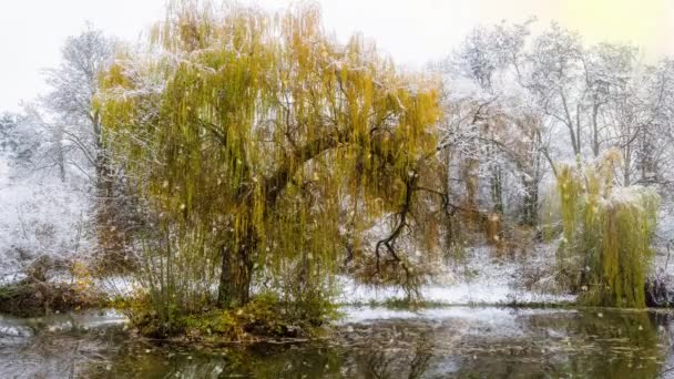 Nehrin Kıyısında Duran Söğüt Ağacı — Stok video