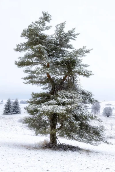 Uma Árvore Campo Neve — Fotografia de Stock