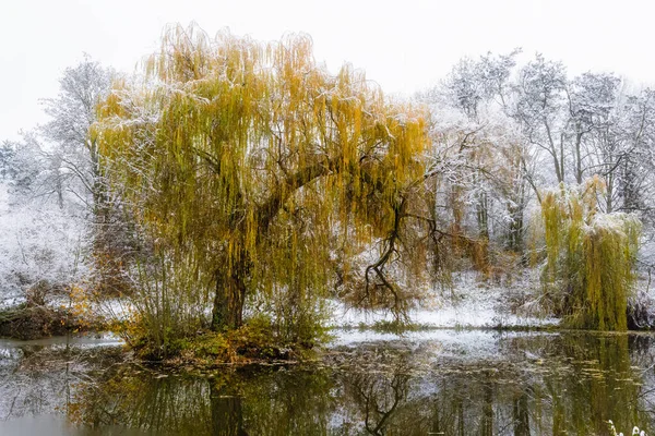 Willow Tree Standing River Covered Snow — Stock Photo, Image
