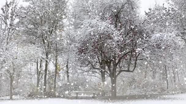 Krajobraz Pokrytymi Śniegiem Drzewami Ławeczką Płatkami Śniegu — Wideo stockowe